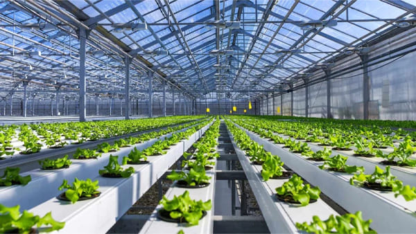 Advantages of CO2 Sensors in Closed-Loop Greenhouse Systems?  
