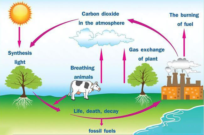 carbon dioxide come from