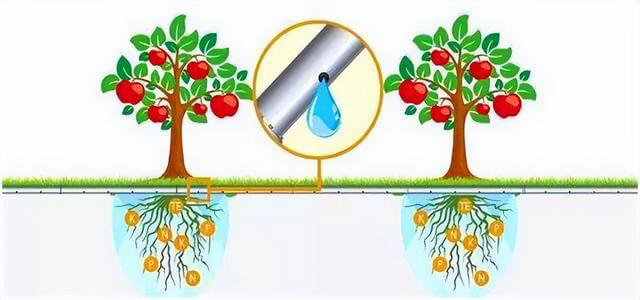 soil water for plants